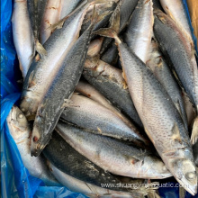 Frozen Fish Whole Round Mackerel